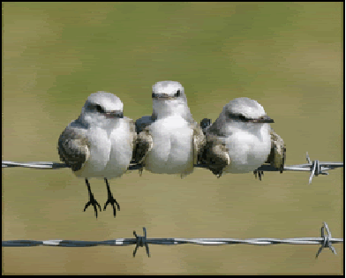 3vogelsgroter.gif