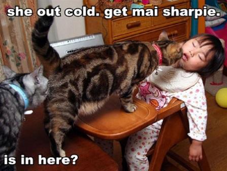 funny-picture-cat.jpg