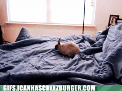 TfyO4cEvuEyJKaZelrr_5g2.gif