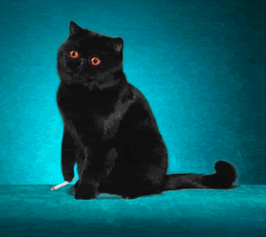 SmokingCat.gif