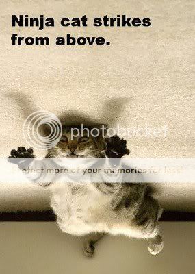 ninja_cat.jpg