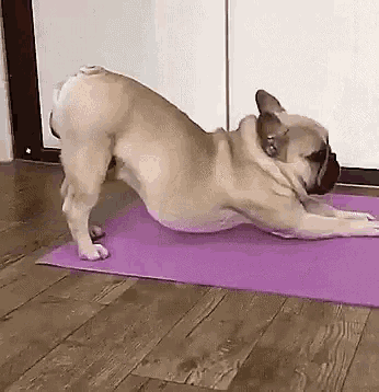 yoga-pug.gif