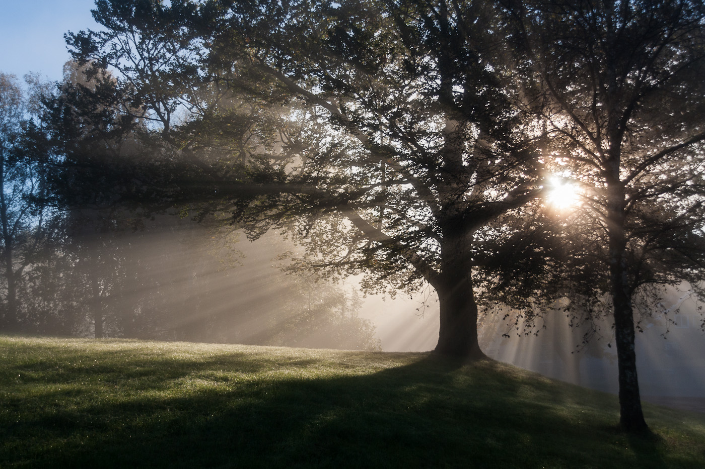 through-the-trees-1.jpg