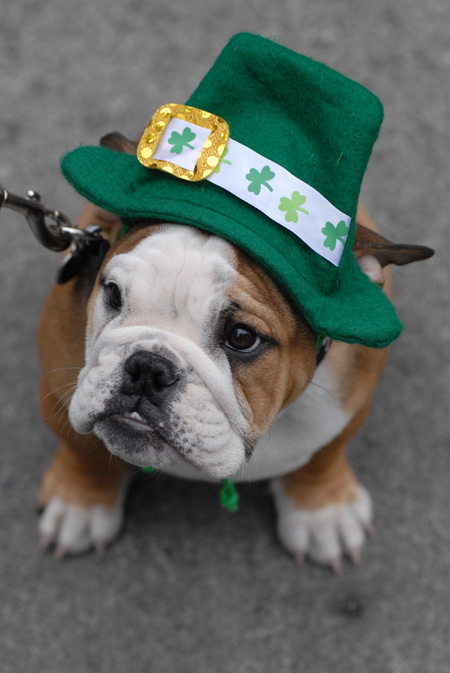 bulldog%20puppy-st%20patricks%20day-dog.jpg