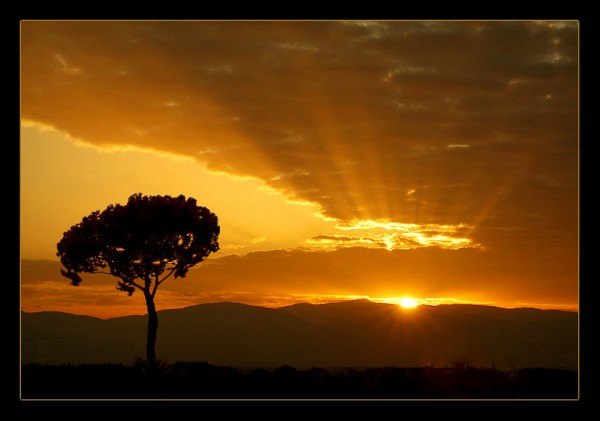 Sunrise_Tree-600x421.jpg