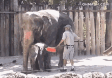 funny-animals-elephant.gif