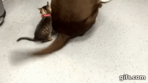 kRxQW6.gif