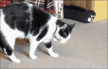 cat-flip.gif