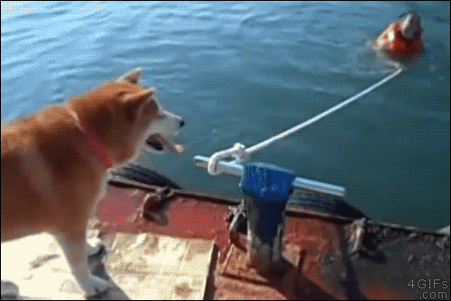 PdmSiJq.gif