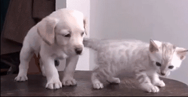 c51c65be8a77c522dc30960f94eb7f02.gif
