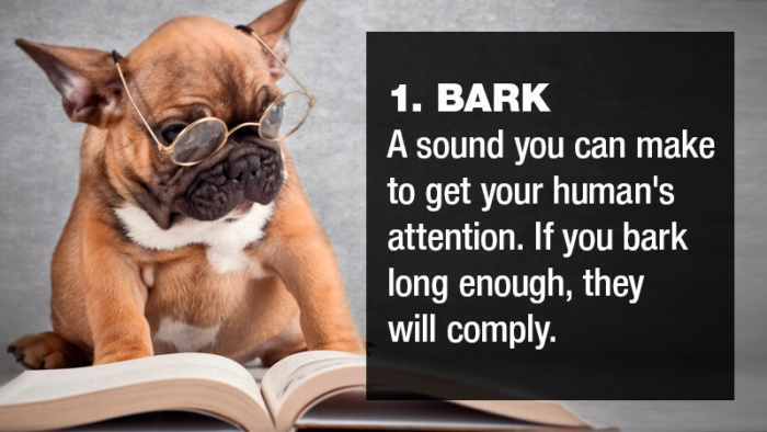 funny-pictures-dictionary-for-dogs-700x394.jpg