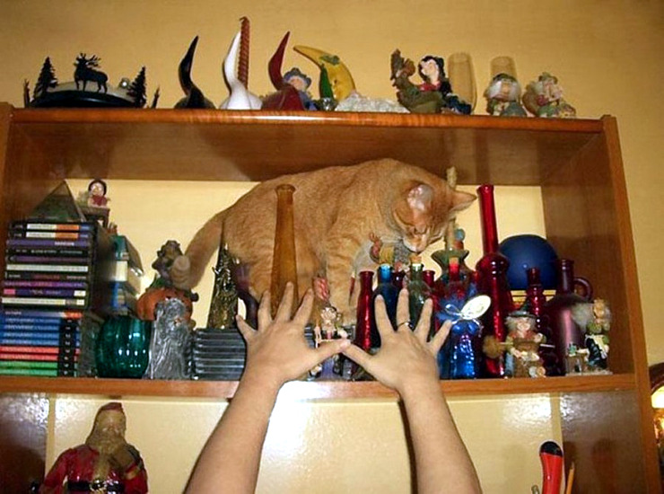 cat-disaster-impending.jpg
