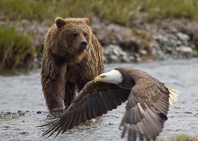bear_eagle.jpeg