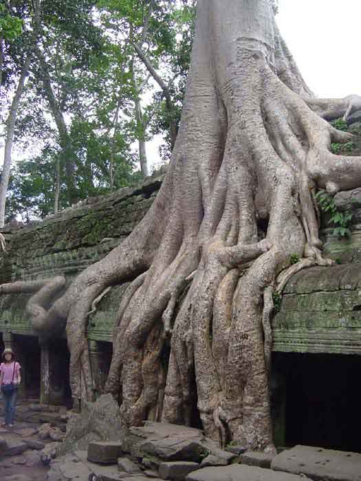 Ta-Prohm-temple-tree_1.jpg