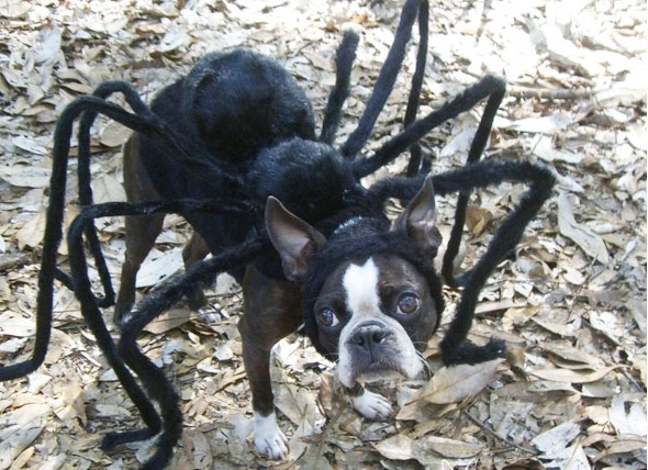tarantula-spider-dog-costume-3259.jpg