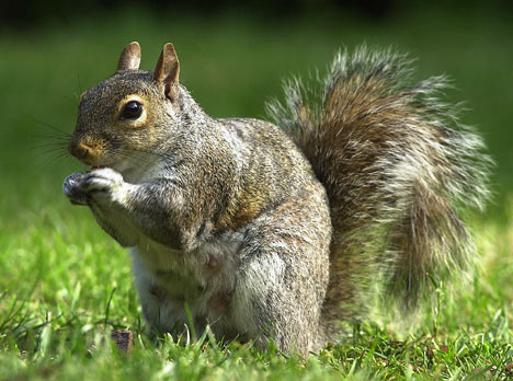 squirrel_1.jpg