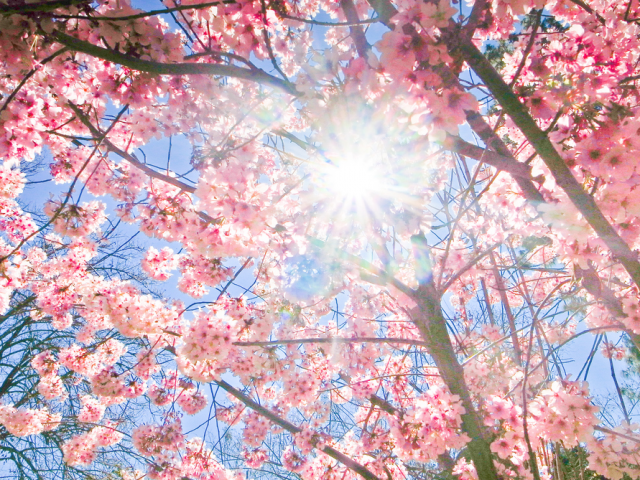 cherryblossom12-640x4801.png