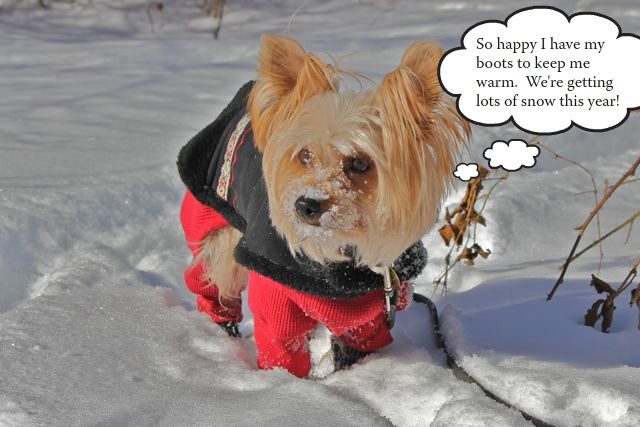 tiffy-in-snowedited.jpg