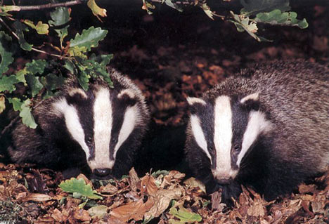 badgerPAL1804_468x319.jpg