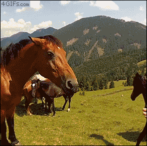rILYs.gif