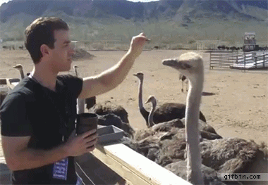 1369070854_ostrich_steals_food.gif