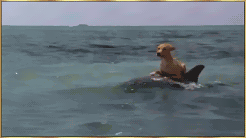 0qojfAz1IVqyp49DU9zs_1082122570.gif
