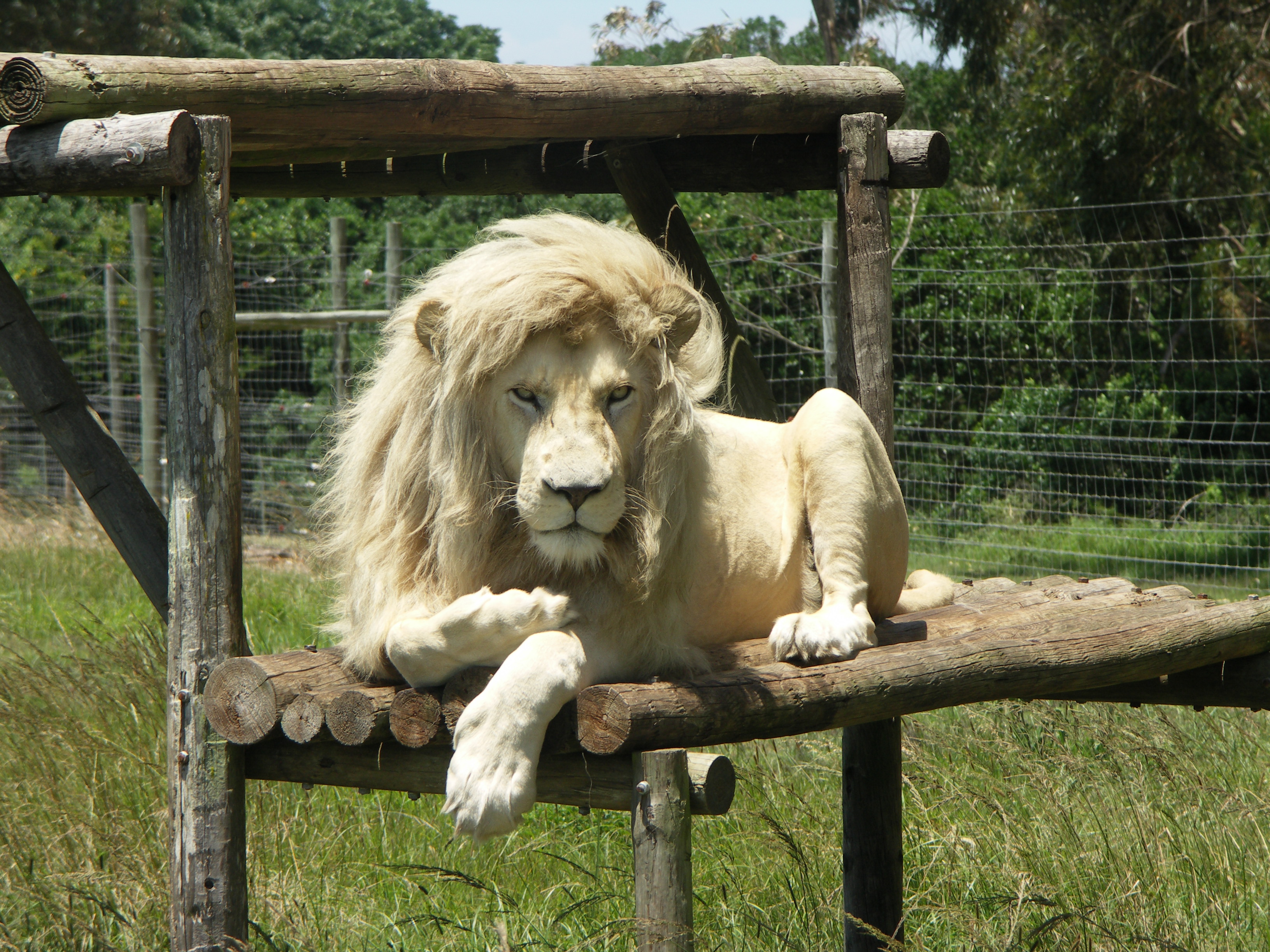 White_Lion-001.jpg