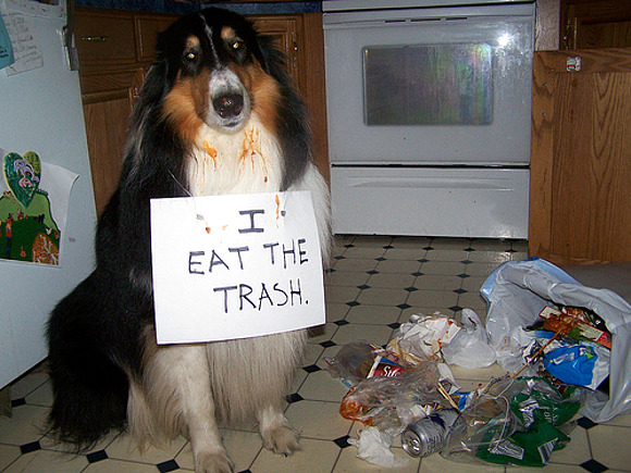 sign_trash-dog-shame.jpg