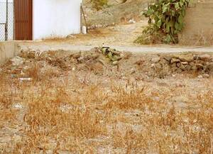 Camouflage-cat.jpg