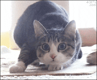 195cc366dc5c9f86d4624a359c95e4c6.gif
