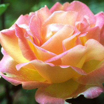 SIP918429.jpg