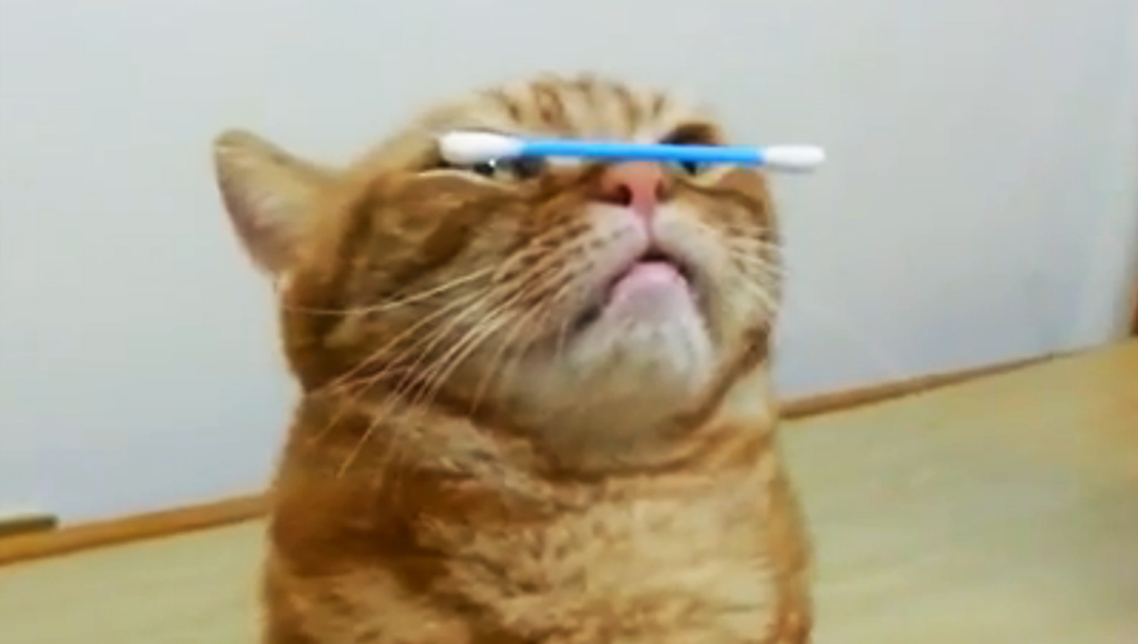 cat-trick.jpg