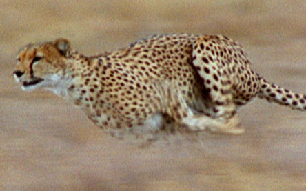 running-cheetah.jpg