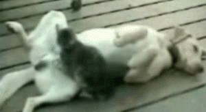 65NCI6Y.gif