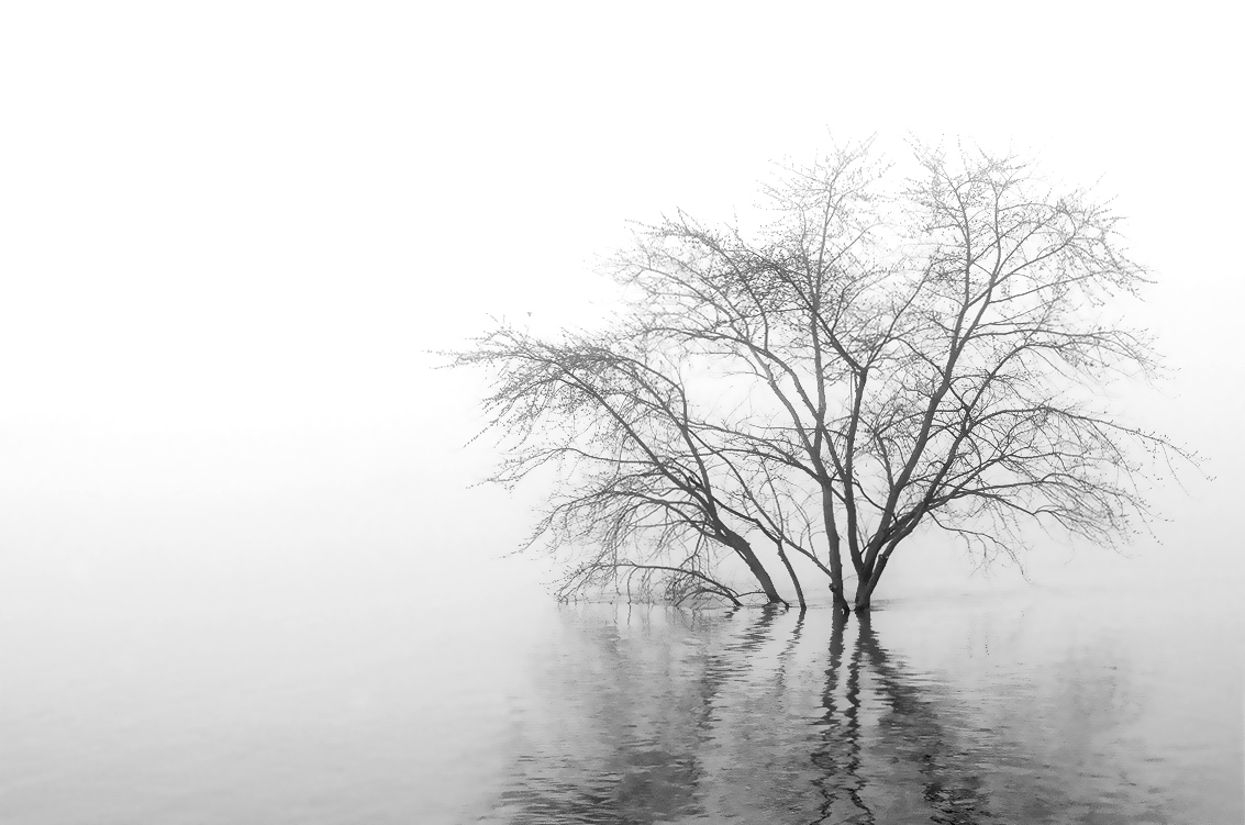 tree-in-water-and-fog-1-20111.jpg