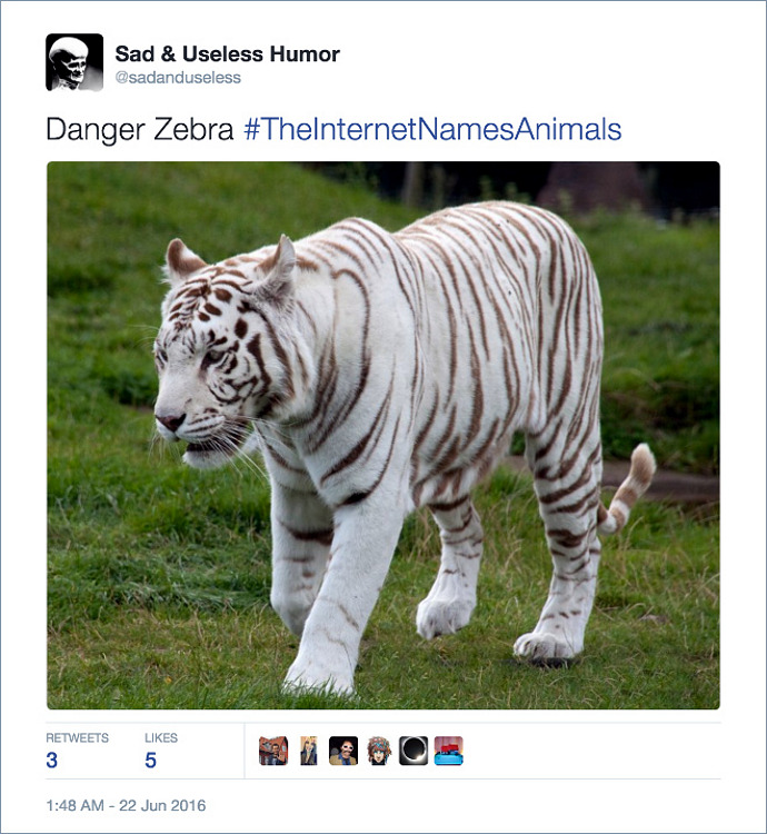 animal-name_white-tiger.jpg