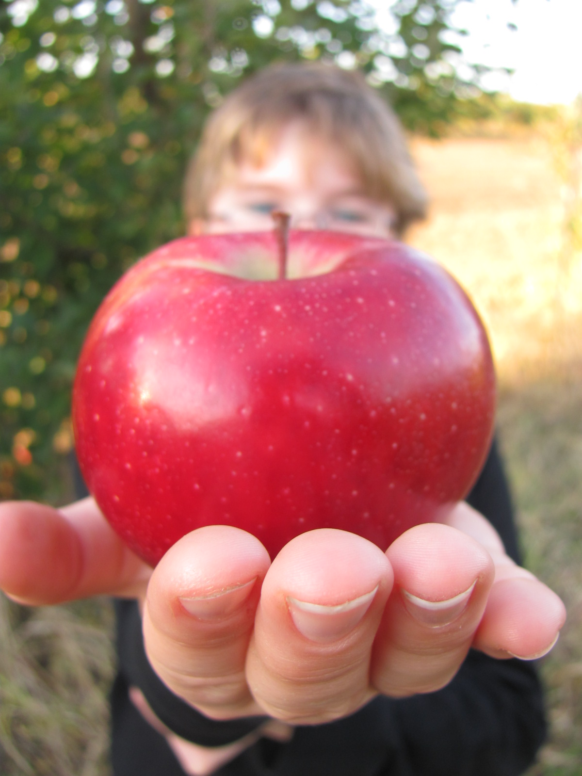 apple_picking_001.JPG
