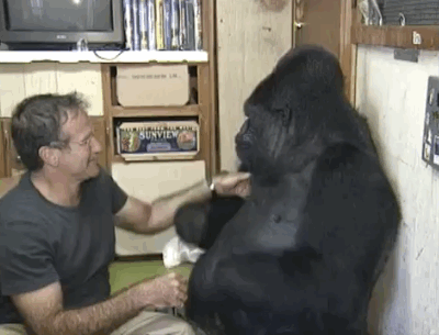 ani_robin-williams-tickling-gorilla.gif