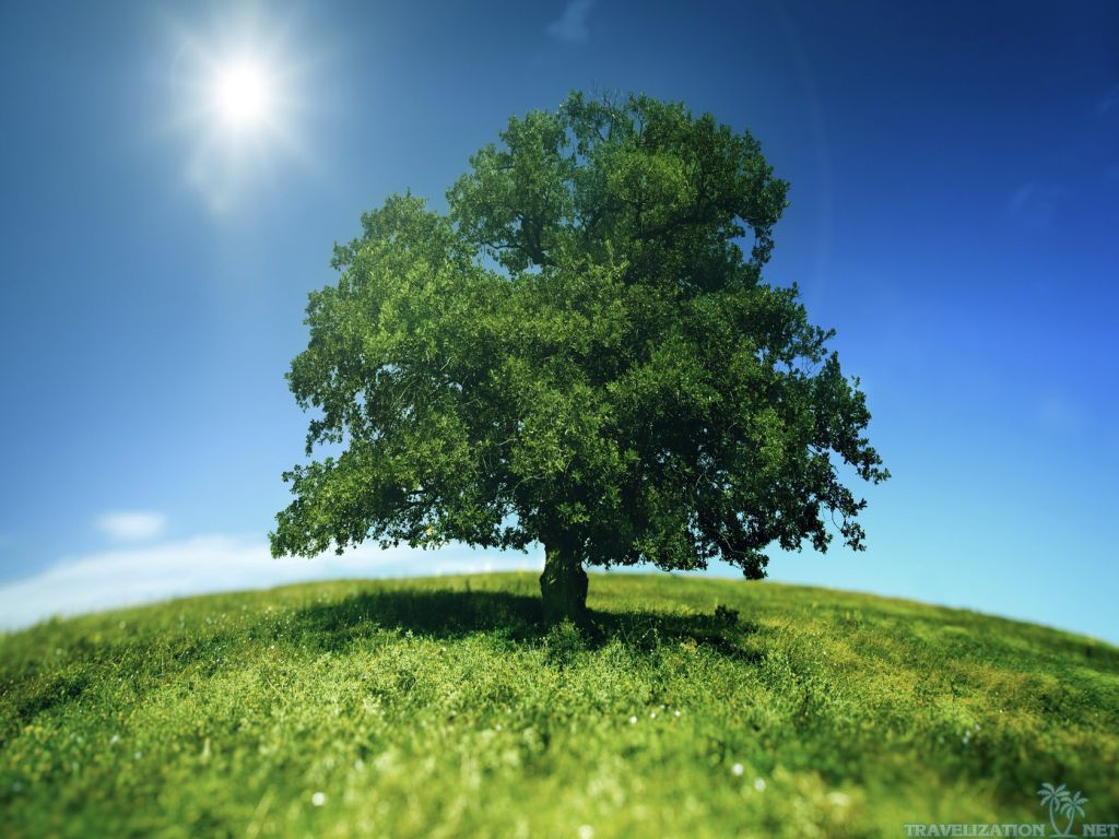 big-green-tree-1.jpg