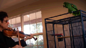 ani_parrot-hates-violin.gif