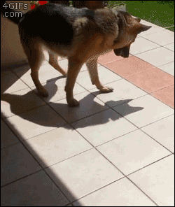 685950ea05800ab3b1d70218bee7a75d.gif