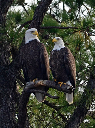 eagles_in_tree.jpg