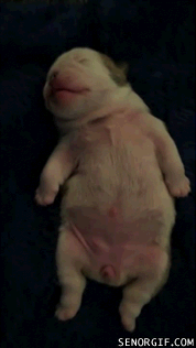 a-puppys-dreams