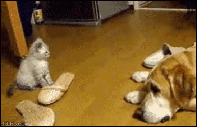 giphy.gif