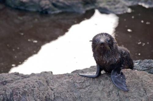 helpless-fur-seal_17136.jpg