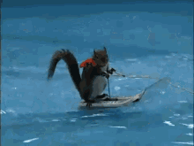 squirrel-water-skiing.gif