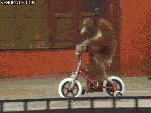 easy-rider