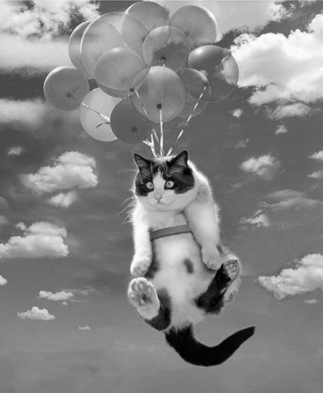 flying-cat.jpg