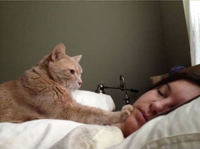 a_cats_guide_to_waking_people_up_640_06.jpg