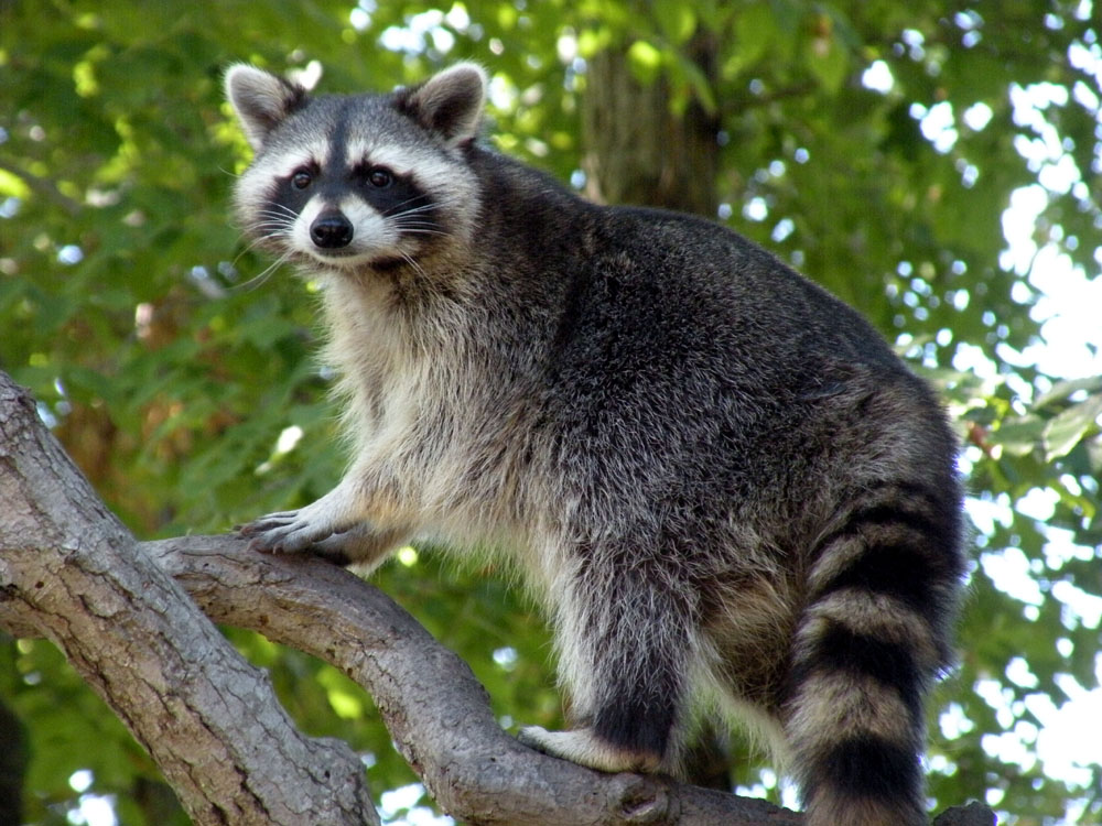 raccoon-in-tree.jpg